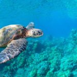 Phuket's Best Places for Watching Sea Turtles