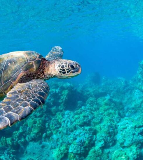 Phuket's Best Places for Watching Sea Turtles