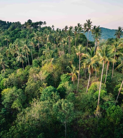 Phuket Trees in Lush tropical forest