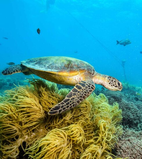 unique experiences in Phuket