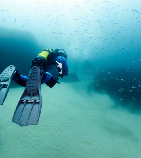Scuba Diving or Snorkeling